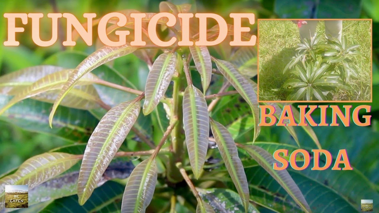 Baking Soda FUNGICIDE for Mangoes | #DIY Principles of Permaculture | Eat And Be Eaten