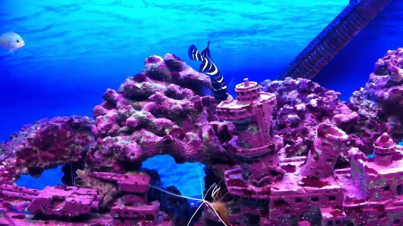 Koran Angelfish HD
