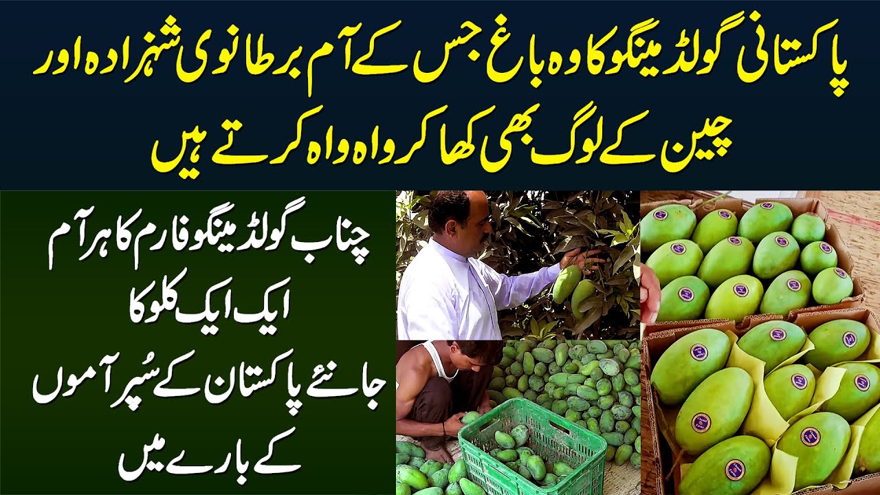 Chanab Gold Mango Farm Jiska Har Aam 1 KG Ka - British Prince Aur Chinese Bhi Wah Wah Karne Lagay