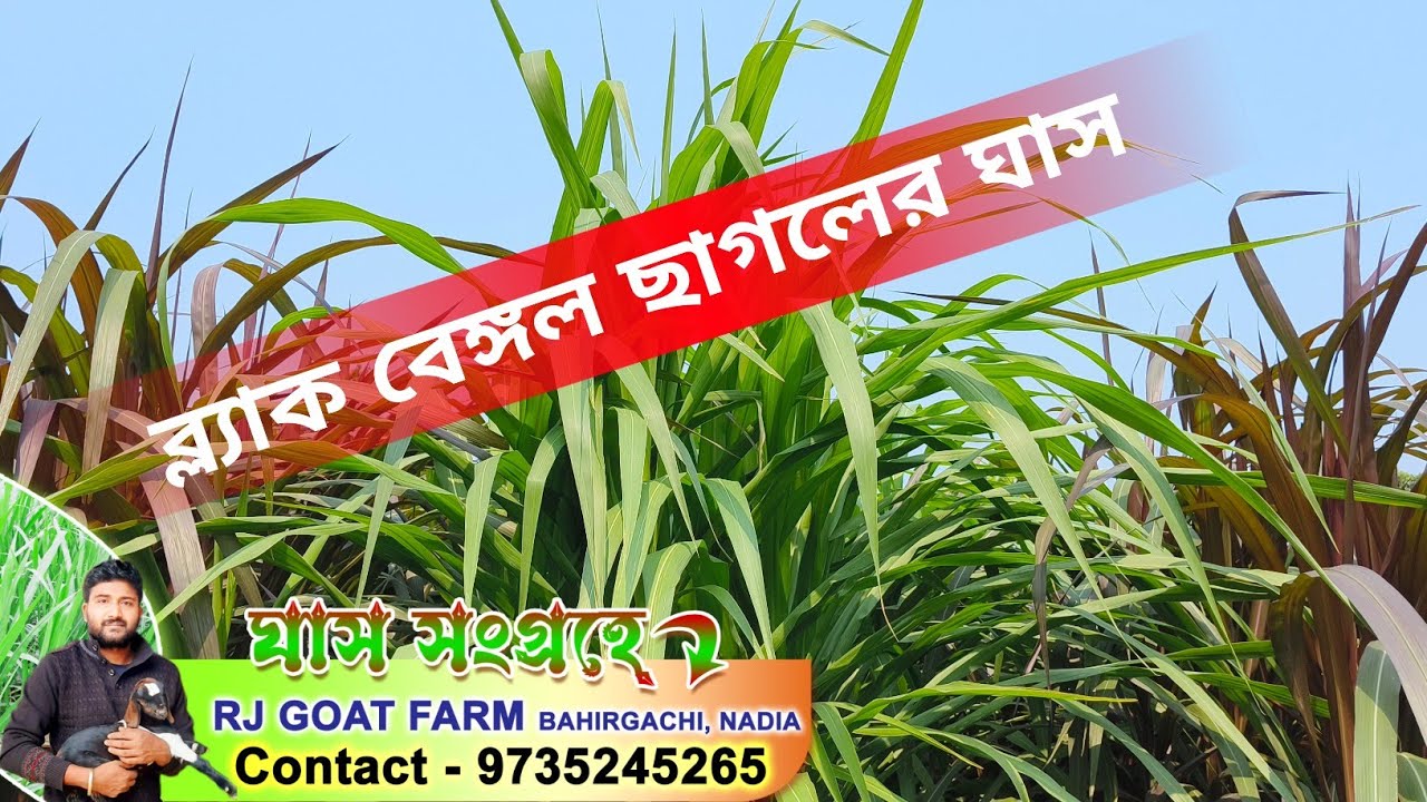 ব্ল্যাকবেঙ্গল ছাগলের ঘাস | goat farm | ঘাস চাষ | দেশিছাগলেরখামার | goatfarming | Farm
