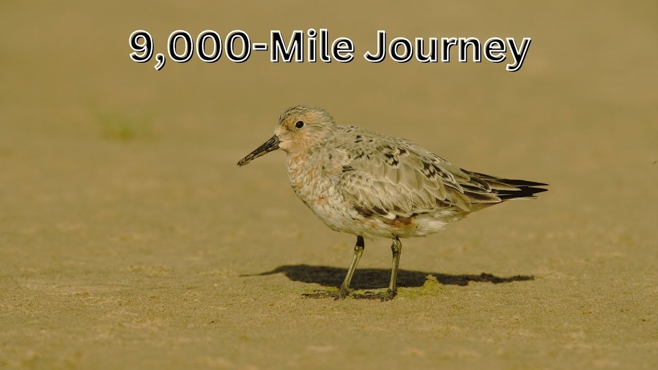Red Knot The Bird That Travels 9,000 Miles!