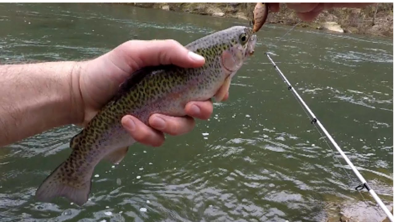 RAINBOW TROUT at the OCOEE RIVER