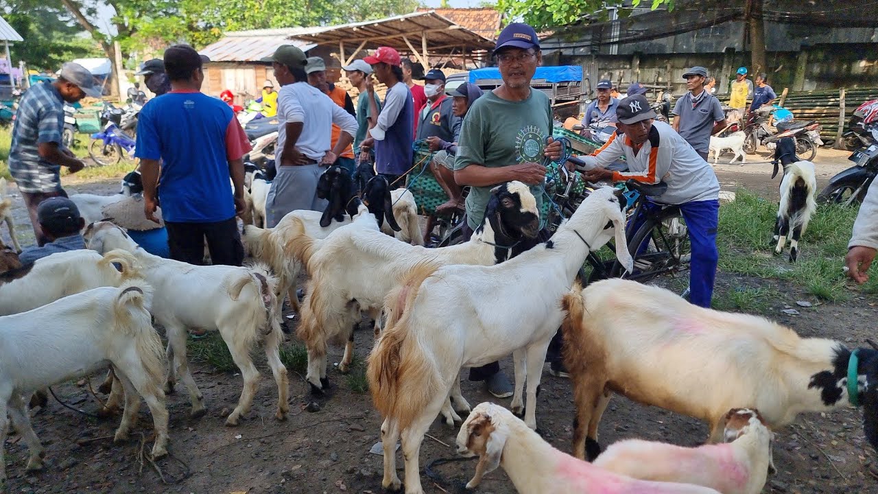 Harga Kambing Betina Jelang Idul Fitri Minggu 15 Maret 2026 - Pasar Sumberjo Rembang