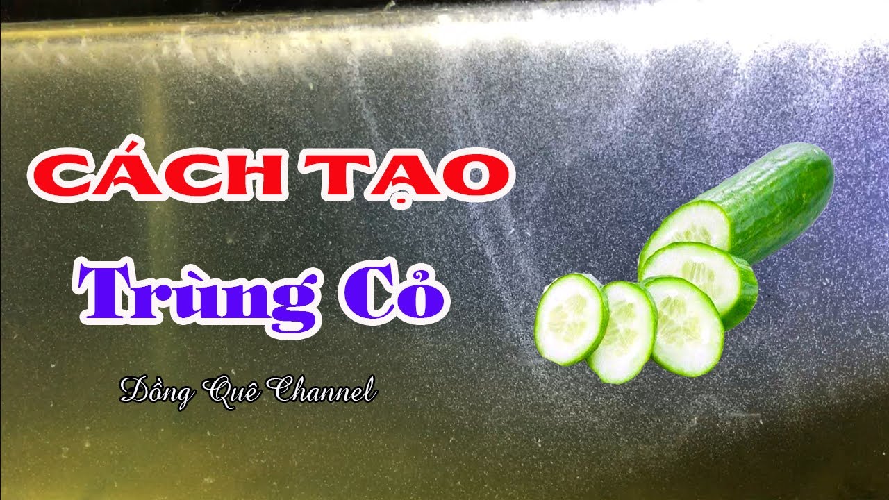 Cách Tạo TRÙNG CỎ - Thức Ăn Cho Cá Betta Mới Nở | Đồng Quê Channel