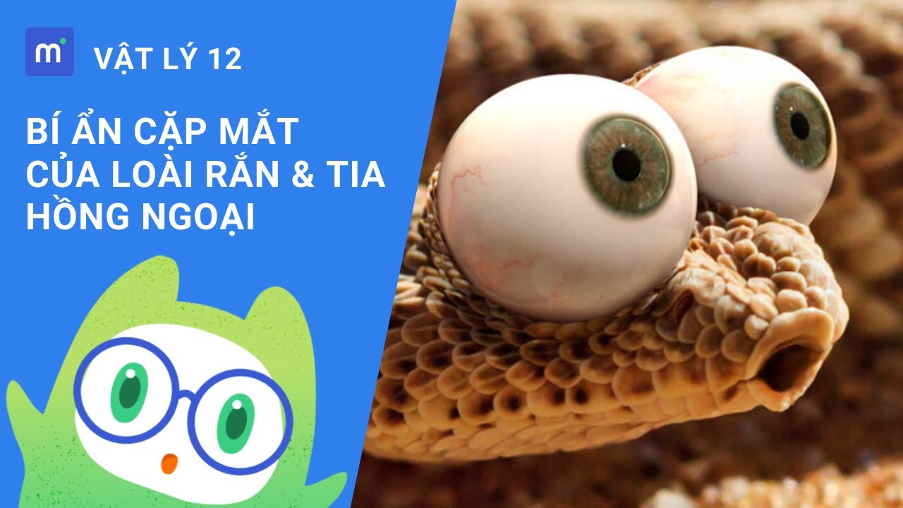 Vì sao rắn nhìn được vào ban đêm? | Tia hồng ngoại | Vật lý 12: Bài 27
