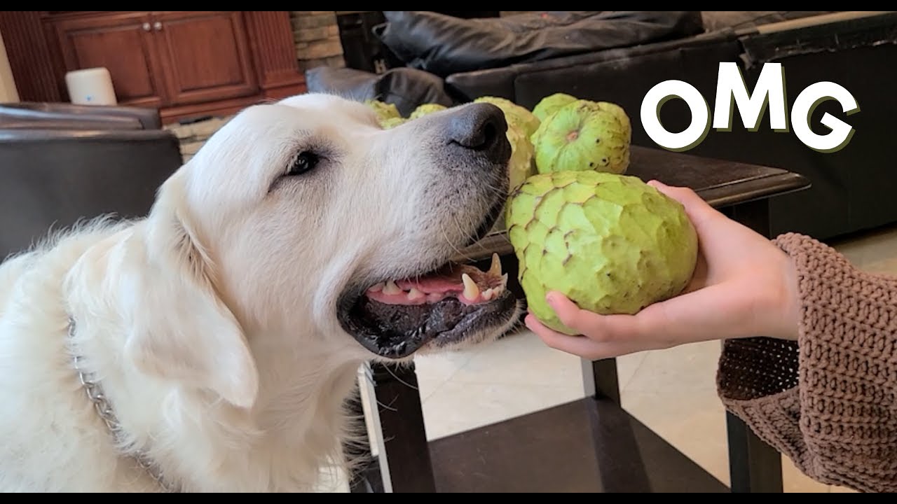 My dog reacts to and eats CHERIMOYA for the first time!  Golden Retriever taste test!