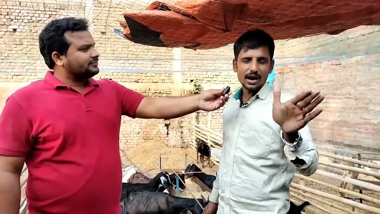 15 बकरी की खरीद से लेकर शेड निर्माण और 2 वर्षो तक के खिलाने के खर्च UmeshSir के तरीके से GoatFarming