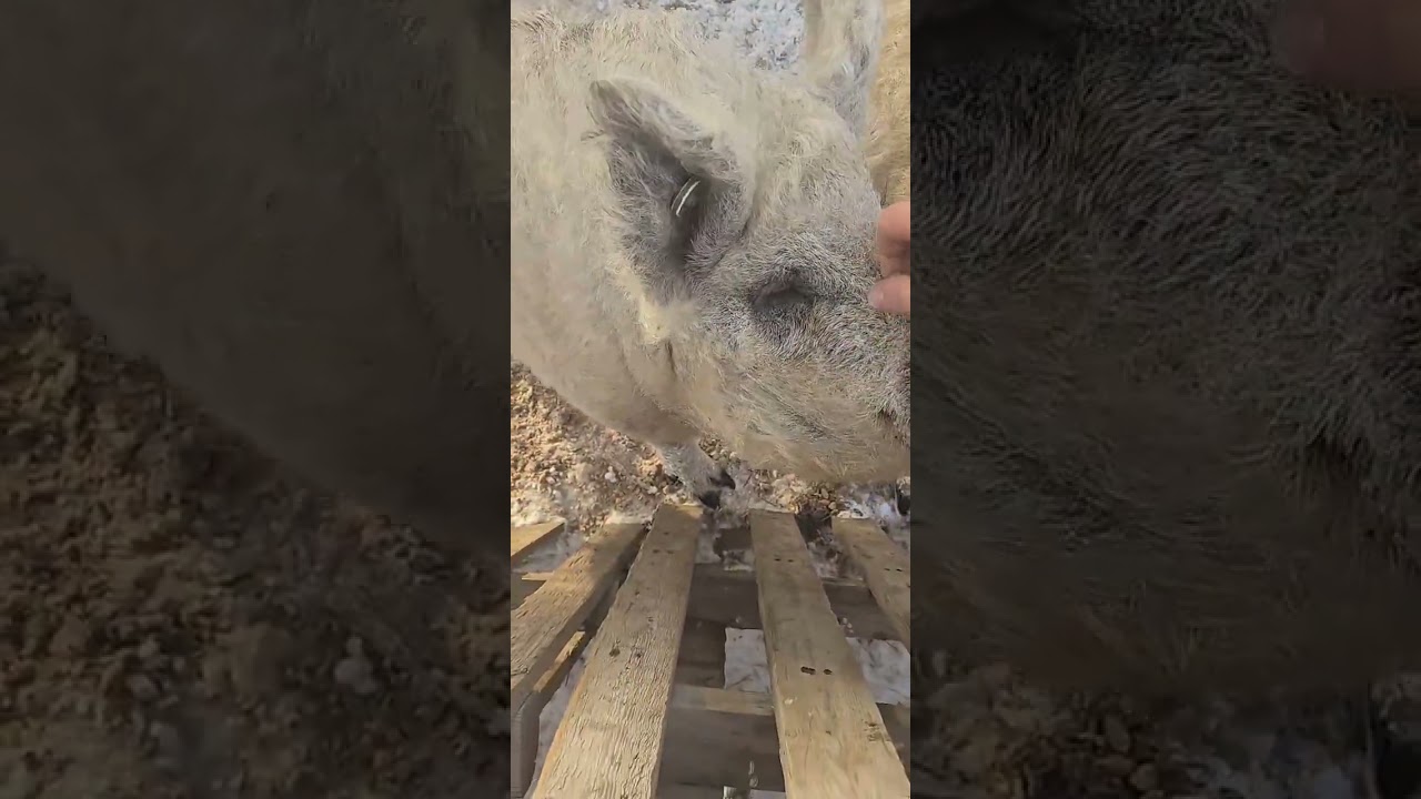 Farm introduction 