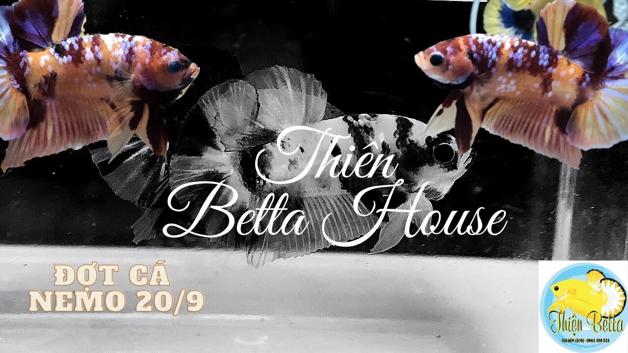 Đợt cá Nemo 20/9 | Thiện Betta House