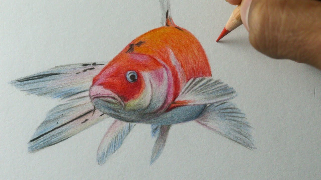 Como desenhar um peixe - Carpa