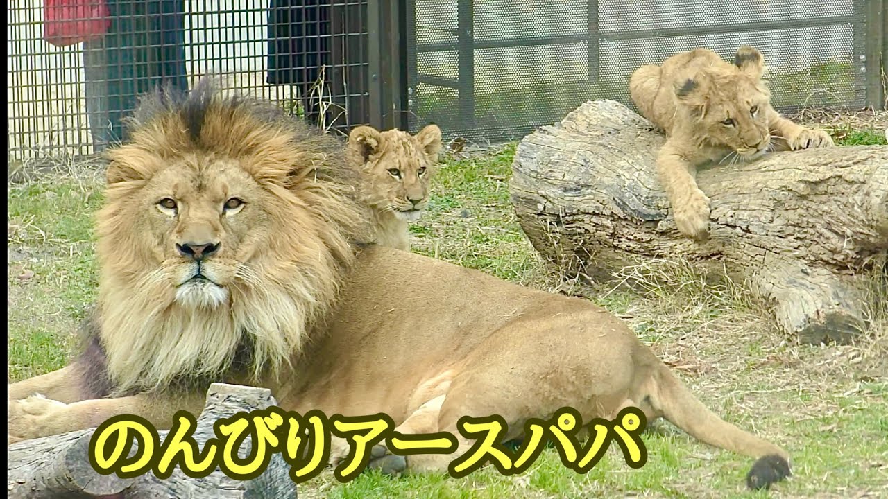 ライオン　アースパパはのんびりしたい【のんほいパーク】Lion Earth-kun Toyohashi Zoo 