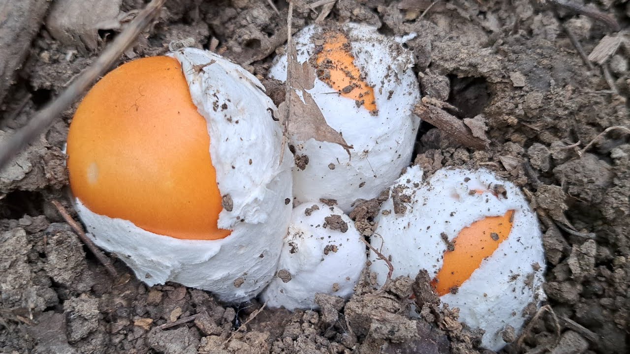 FUNGHI PORCINI 2022 DUE PASSI IN OVOLANDIA prima parte