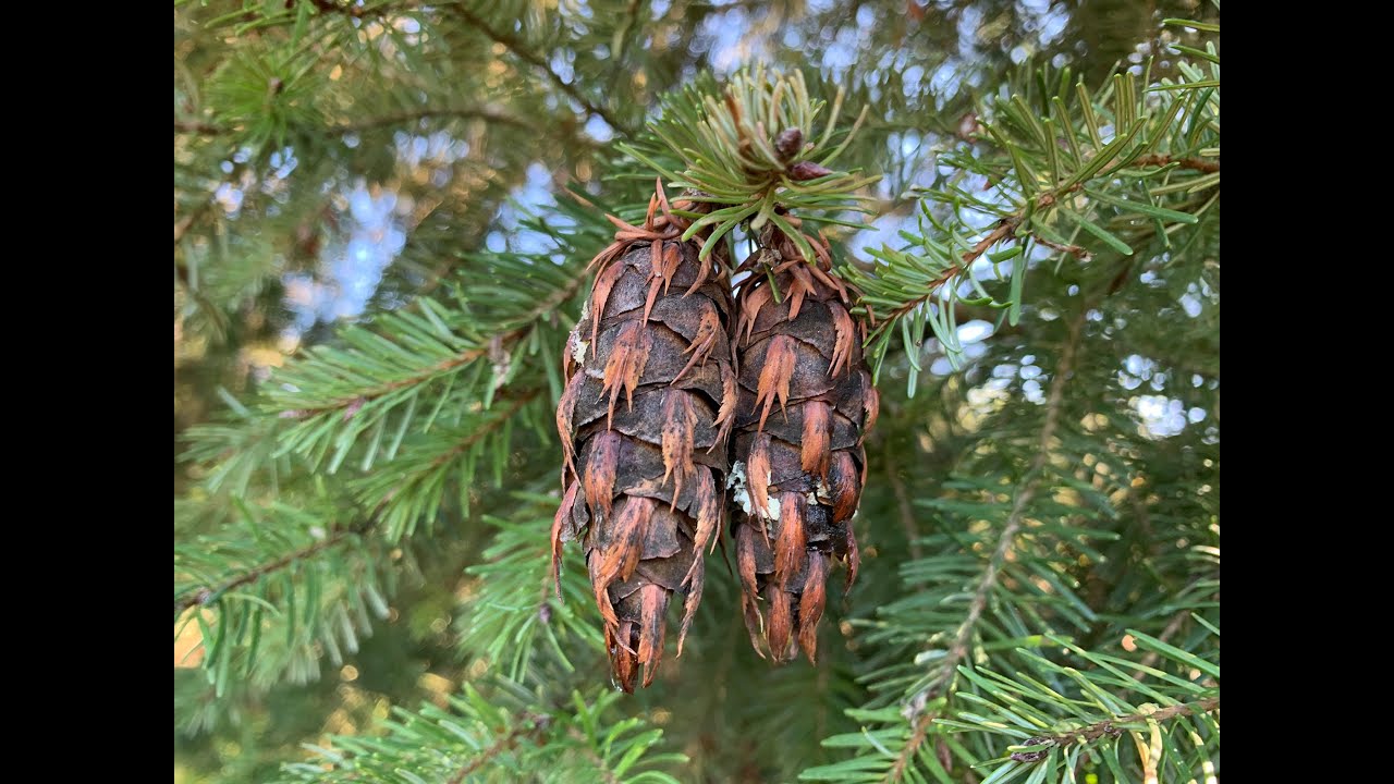 Pseudotsuga menziesii var. menziesii and P. macrocarpa (Douglas-fir and bigcone spruce)