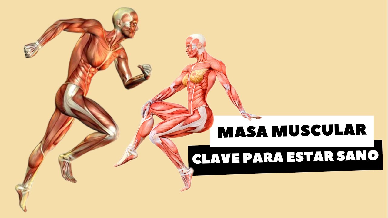 MASA MUSCULAR, CLAVE PARA ESTAR SANO