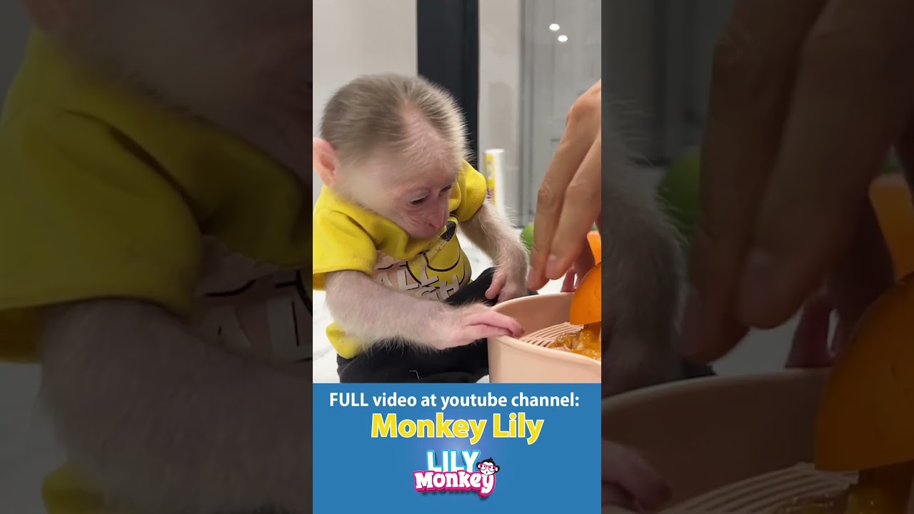Baby Monkey Lily takes care of her sister! 
