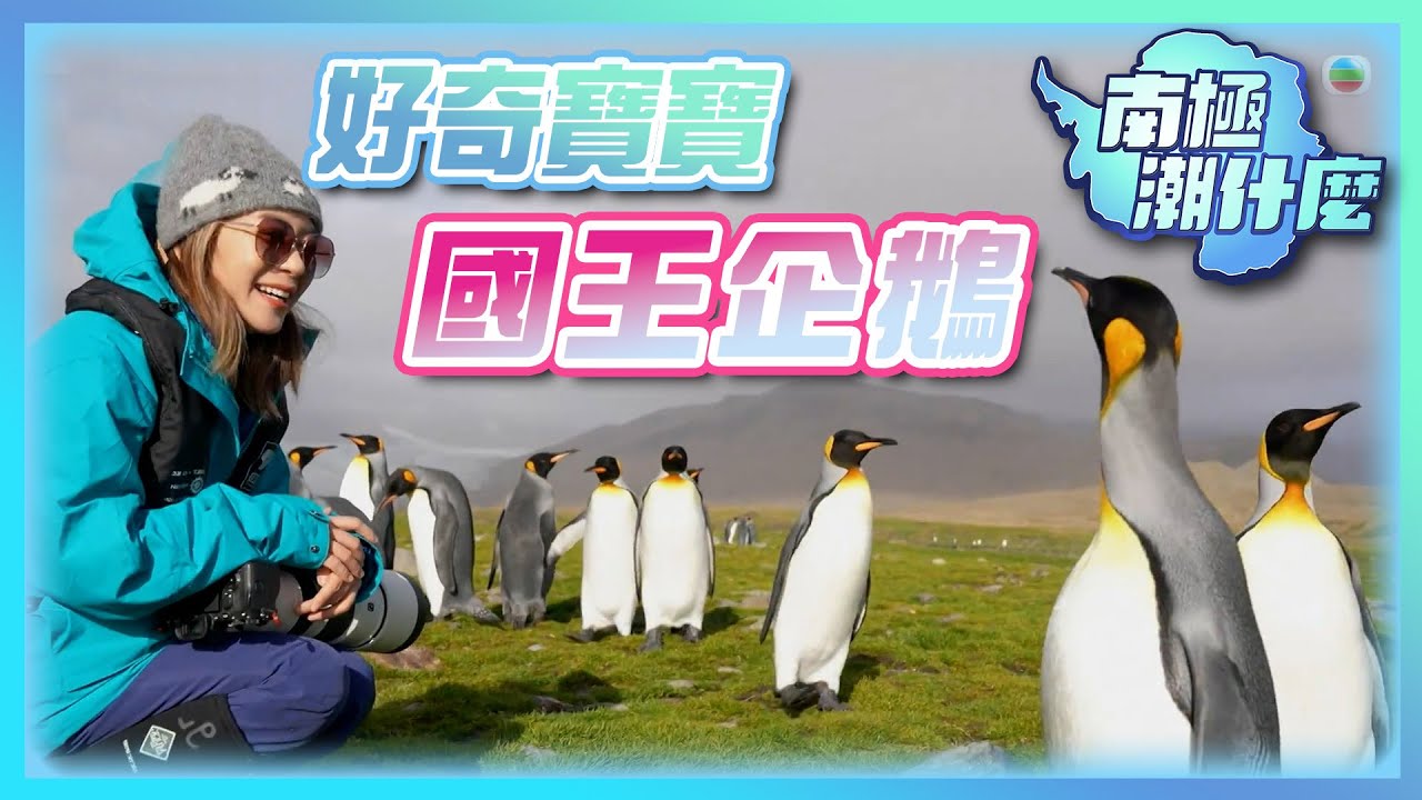 南極潮什麼 ｜好奇寶寶國王企鵝｜梁芷珮｜旅行｜國王企鵝｜冰川｜TVB綜藝｜TVB_Variety