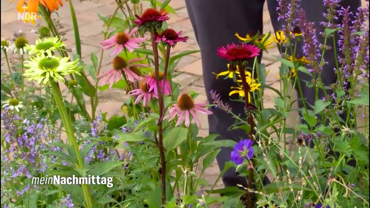 NDR Mein Nachmittag– Dauerblüher für den Spätsommer Sonnenhüte