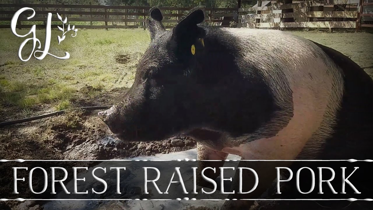 Preparing to butcher a pig. Part 1 (Adorable farm animals raised with love)