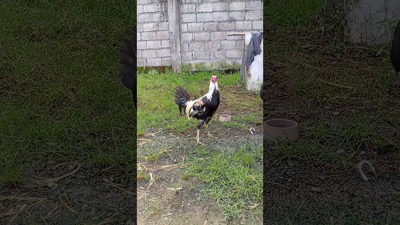 grey hatch gelmore 2X winner #games #rooster #gamefowl #trending #gaming #viral #video #viralvideo