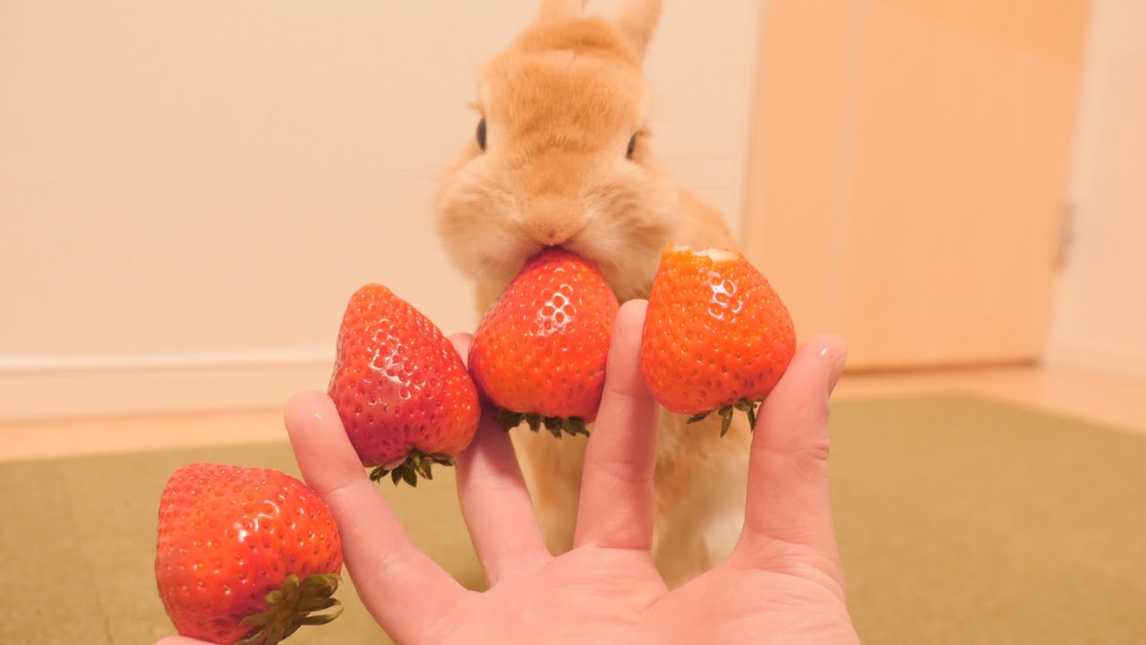 爪切りのご褒美に食べきれない程の苺をウサギにあげたらこうなりました【No.694】