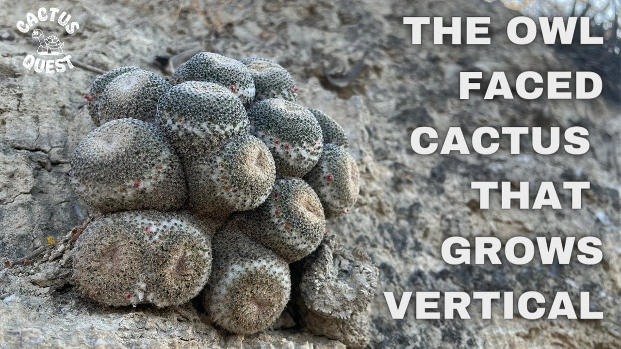 Critically endangered gypsum endemic cactus of Oaxaca Mexico. #cactusquest