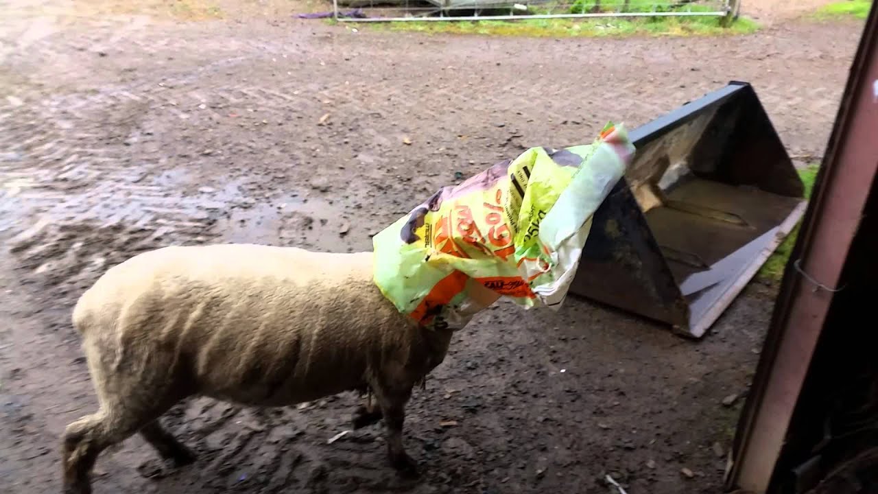 Dumb sheep