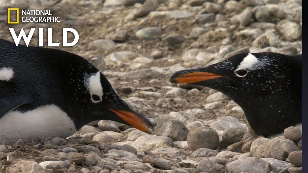 Penguins Build a Nest | Predator in Paradise