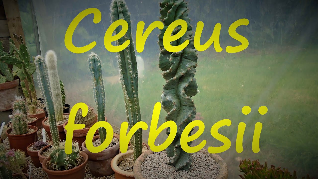 Cereus forbesii 🌵🌵🌵