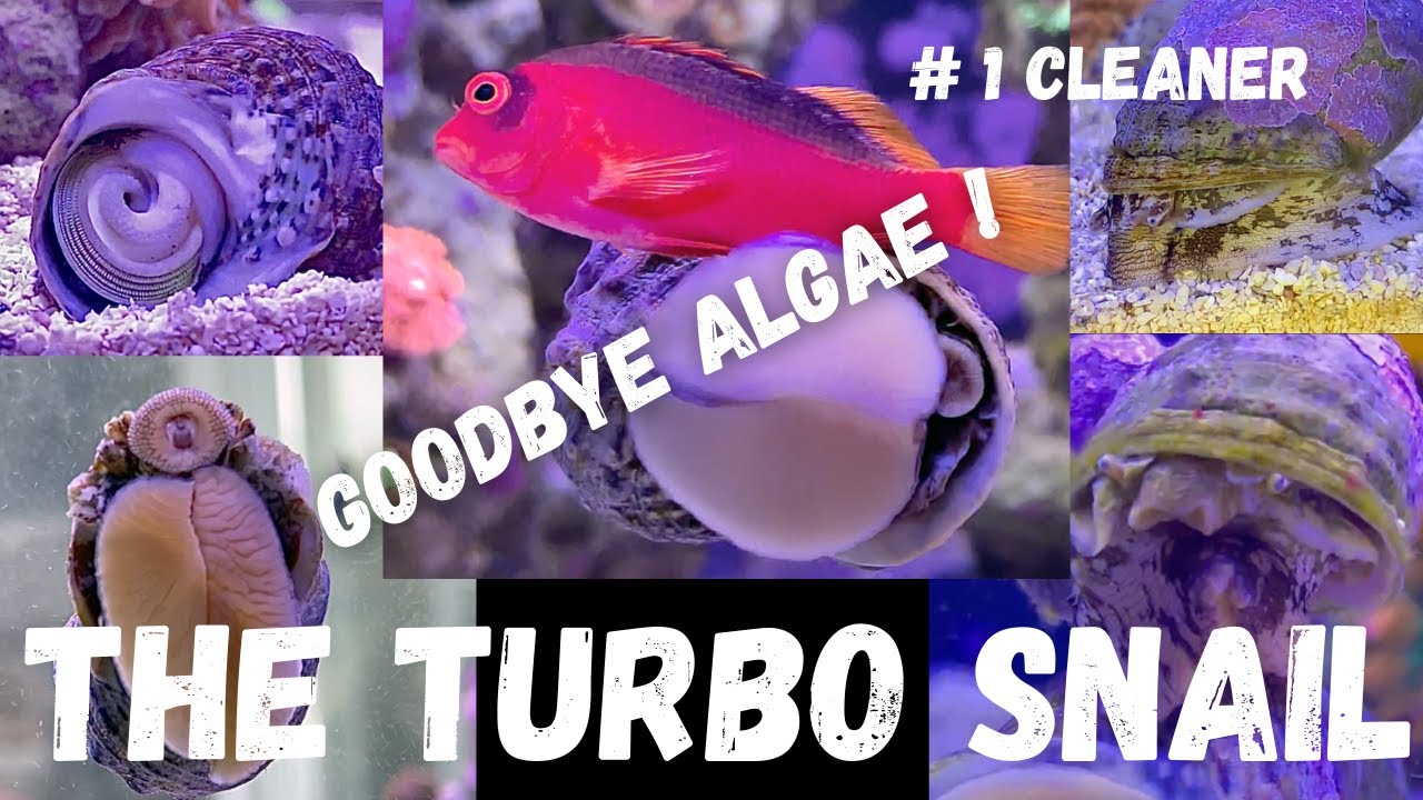 Everything I Know About Turbo Snails (#1 Cleaner / Goodbye algae! / Reef safe)