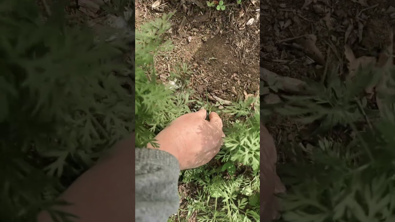 Weeding carrots 🥕