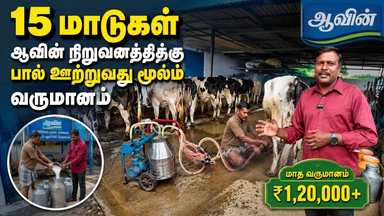 ஆவின் சொசைட்டிக்கு பால் ஊற்றுவது மூலம் தினசரி வருமானம் | Dairy farm 