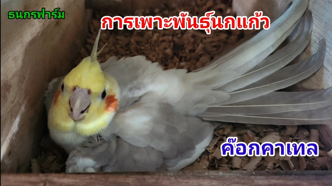 การเพาะพันธุ์นกแก้วค๊อกคาเทล