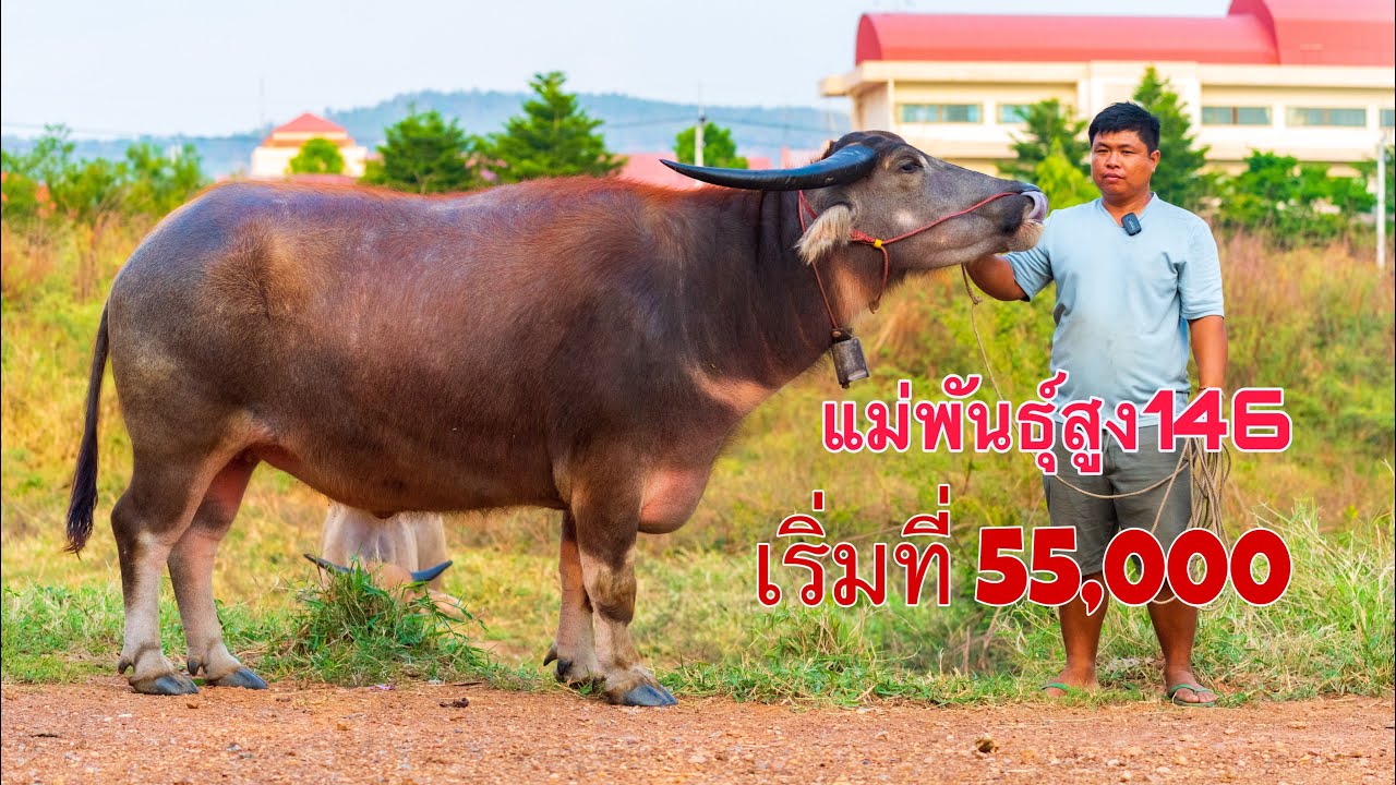 เปิดราคาควายงาม แม่พันธุ์สูง140 เร่ิมที่ 55,000 ชมแม่พันธุ์สูง146 พิกัด อ.เมือง จ.หนองบัวลำภู