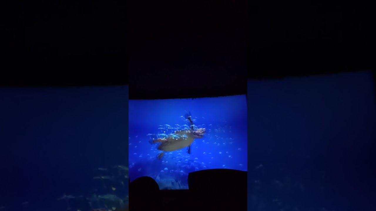 Cinema 5D SAMUDRA ANCOL