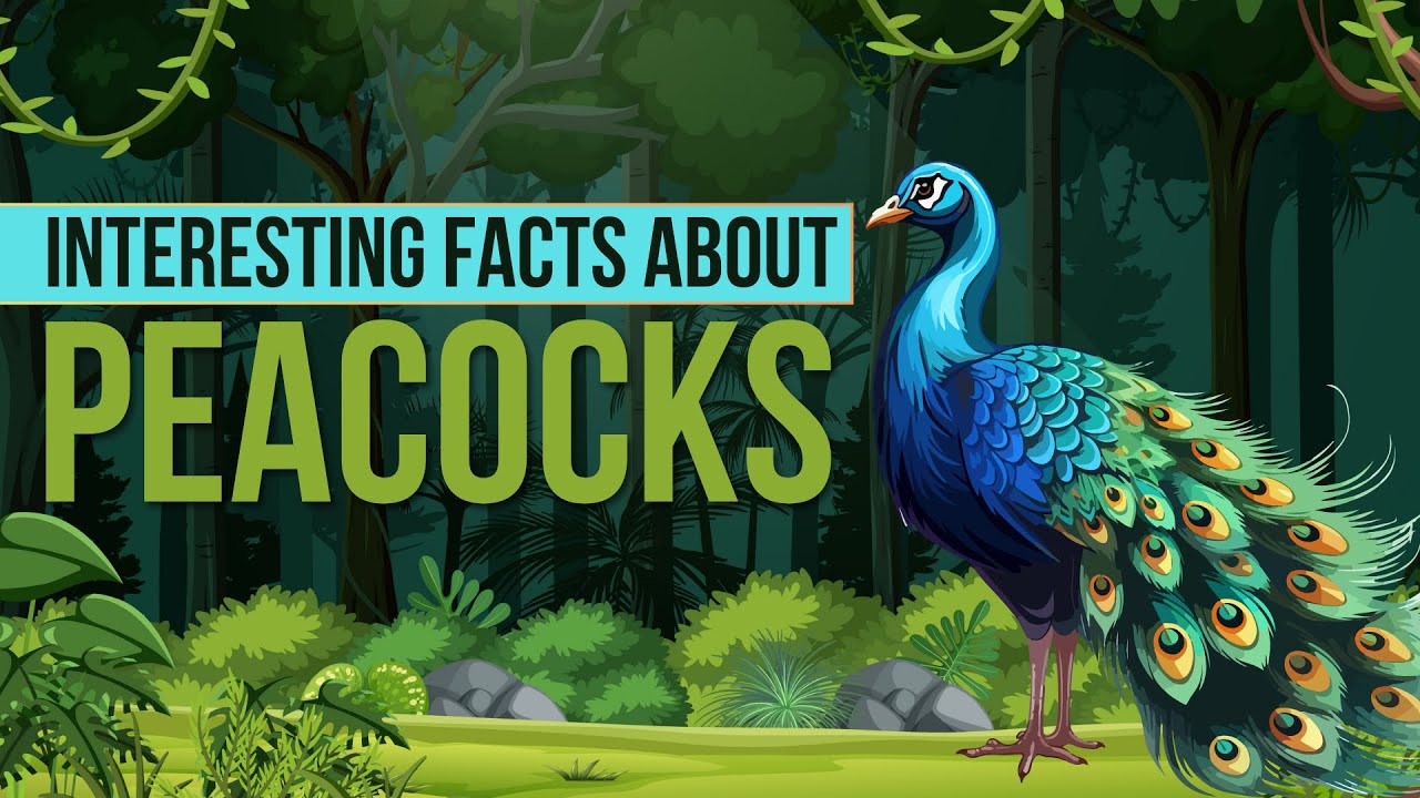 Peacock Facts for Kids | Male vs Female - The Differences