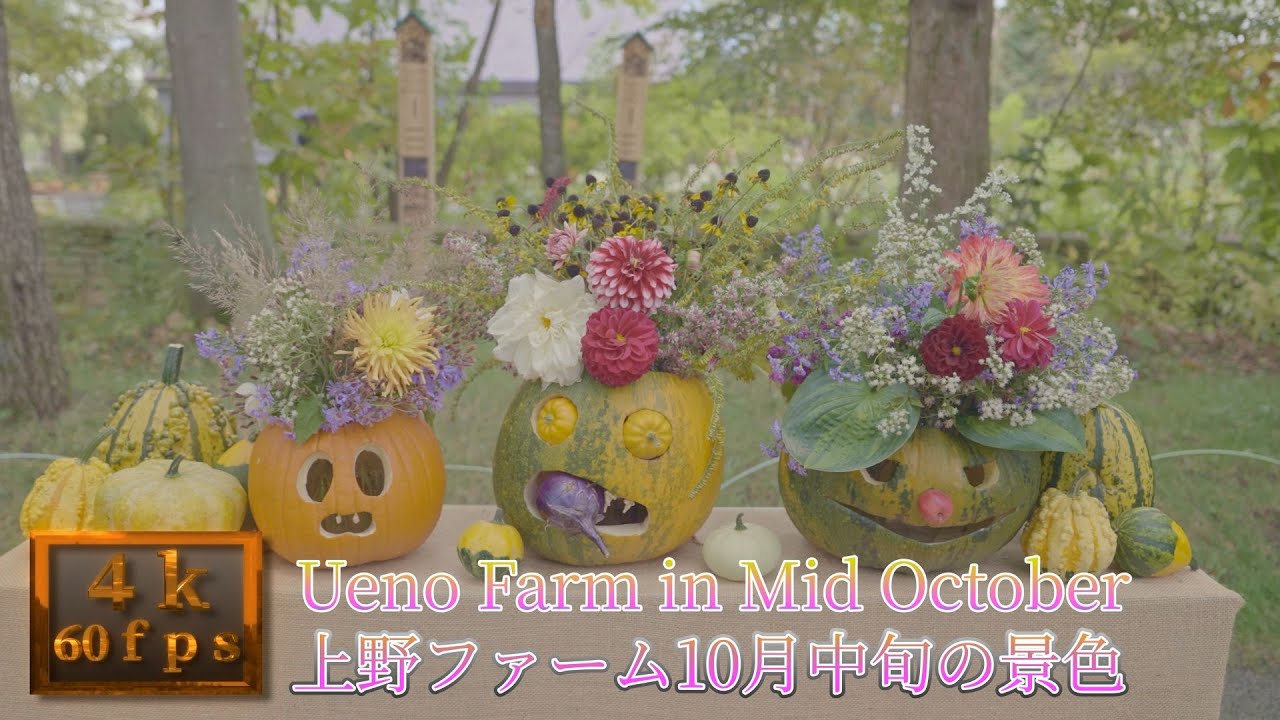 2025年10月中旬の上野ファームの景色