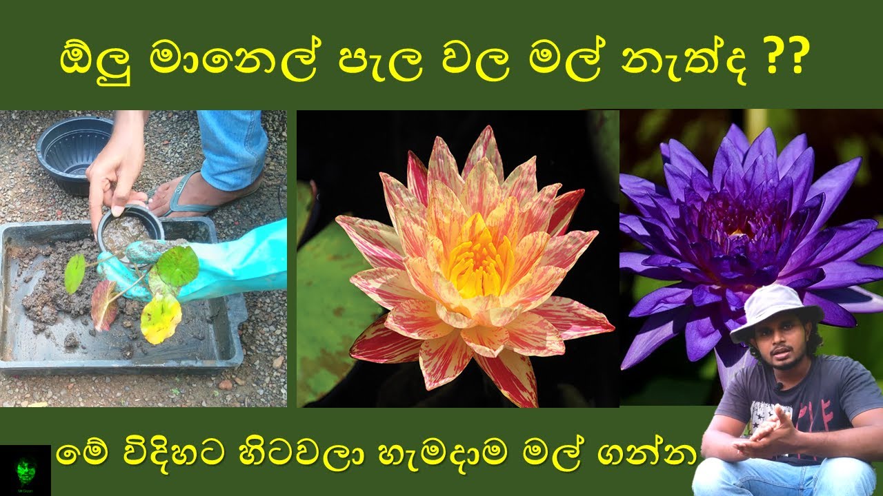 මානෙල් මේ විදිහට හිටවලා හැමදාම මල් ගන්න | How to perfectly grow water lily