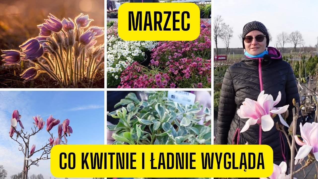 Marzec &ndash; rośliny kwitnące i piękne w marcu (co kwitnie wczesną wiosną?)