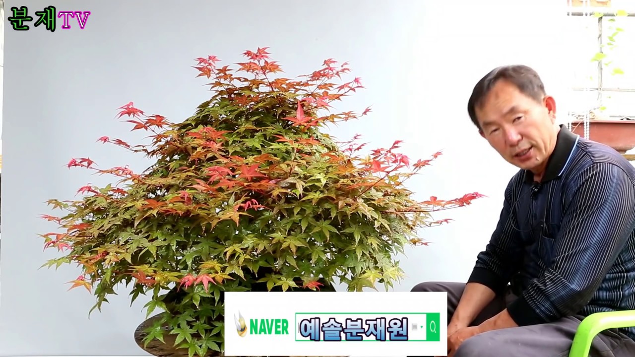 분재TV 단풍나무 순집기 관리 방법bonsai 분재교육