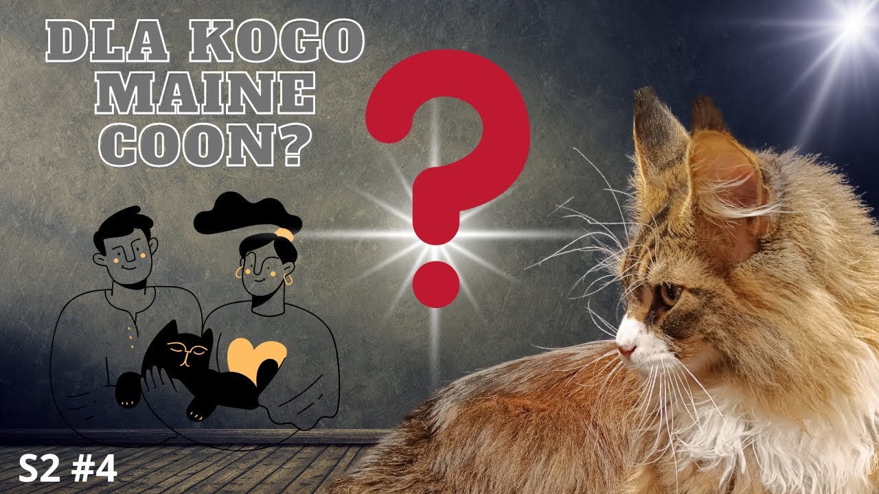 Dla kogo kot Maine Coon?