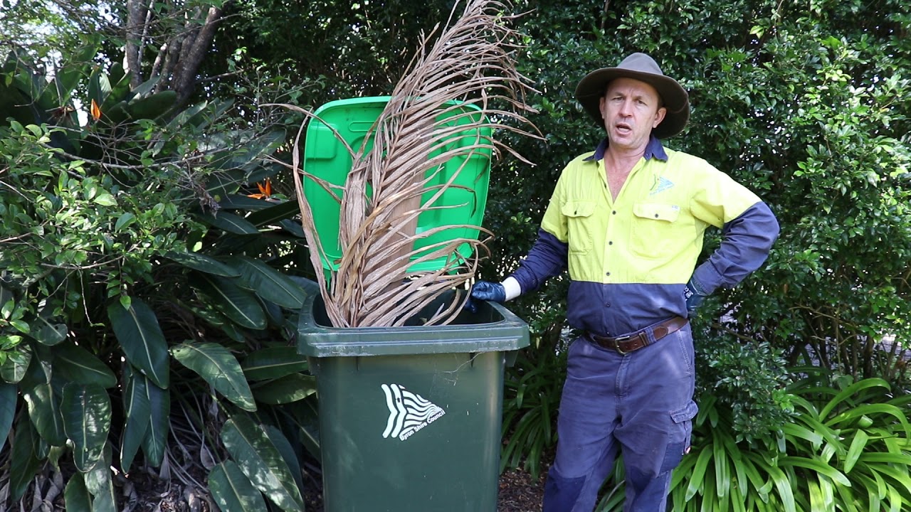 Problem with palm fronds? Dave has got you sorted