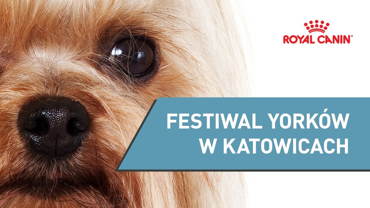 Festiwal York&oacute;w - Silesia City Center Katowice || Dzień z ROYAL CANIN