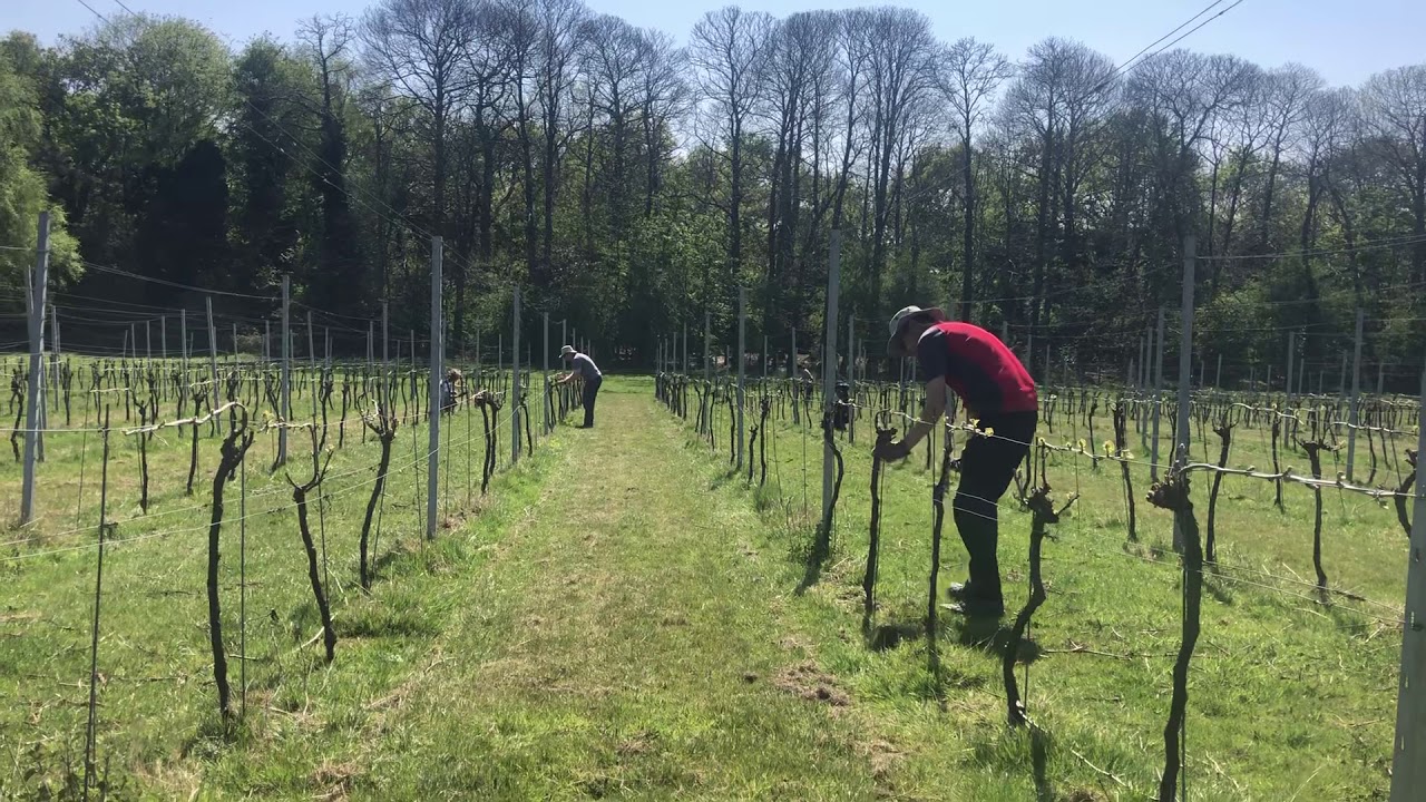 Bud rubbing at Forty Hall Vineyard