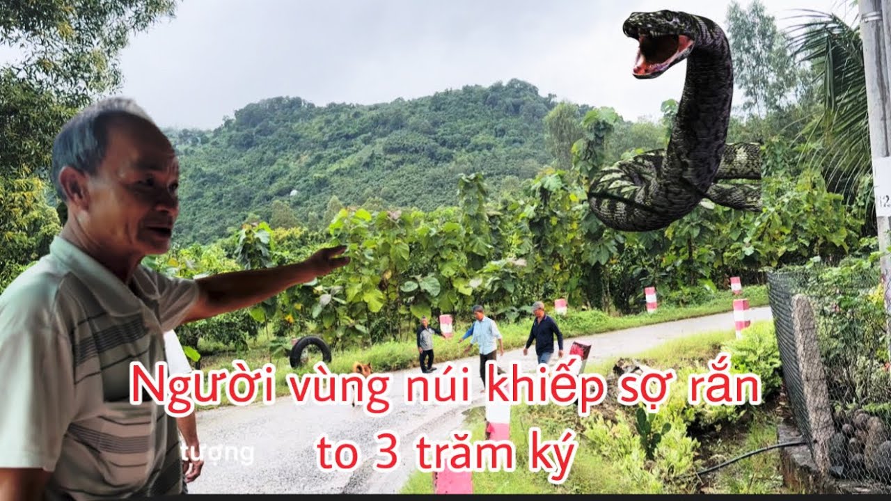 Tiếp cận người dân núi cấm chạm mặt rắn hổ mây to khiếp sợ 