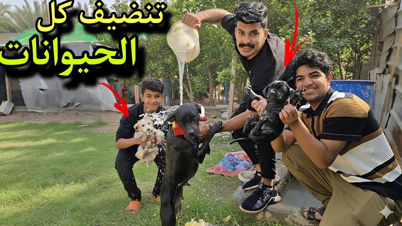 شوفوا شلون طلع شكلهم بعد الغسل! مستحيل 😍عقيل تكفل بالمزرعة يوم كامل🫡