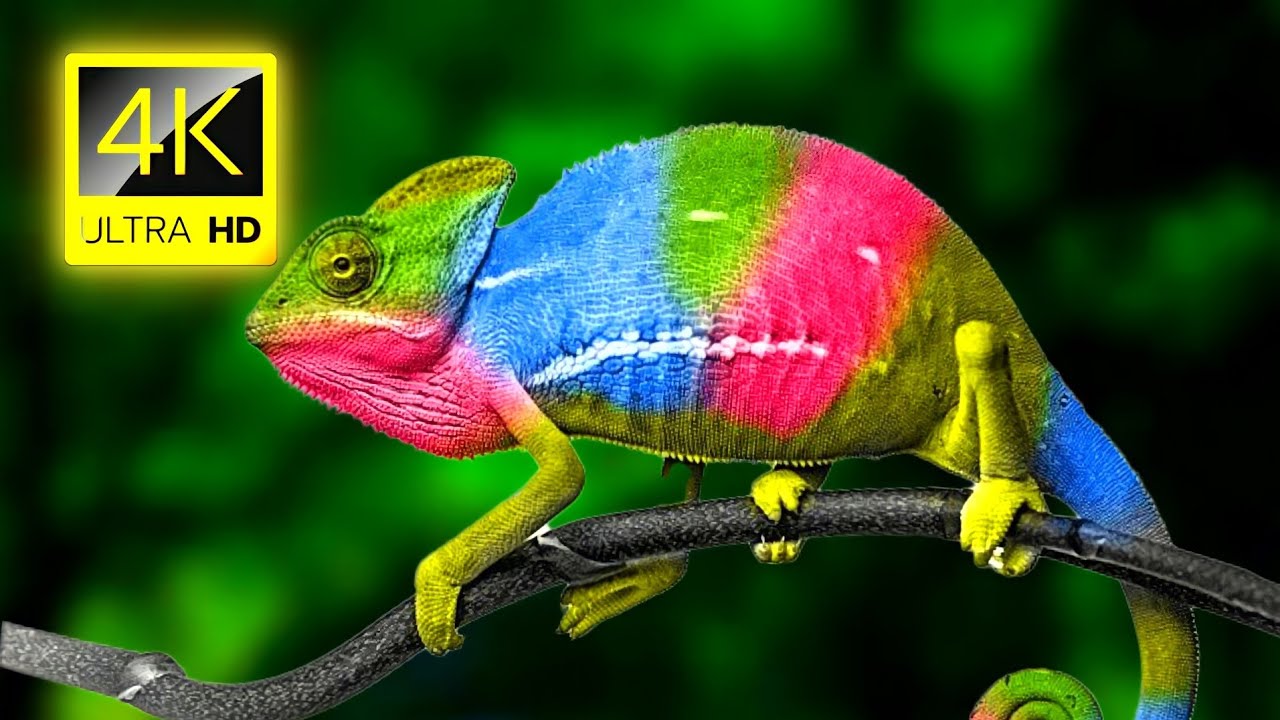Chameleon - 4K Video - Chameleon Changing Color - 4K Animals Collection with Nature Sounds