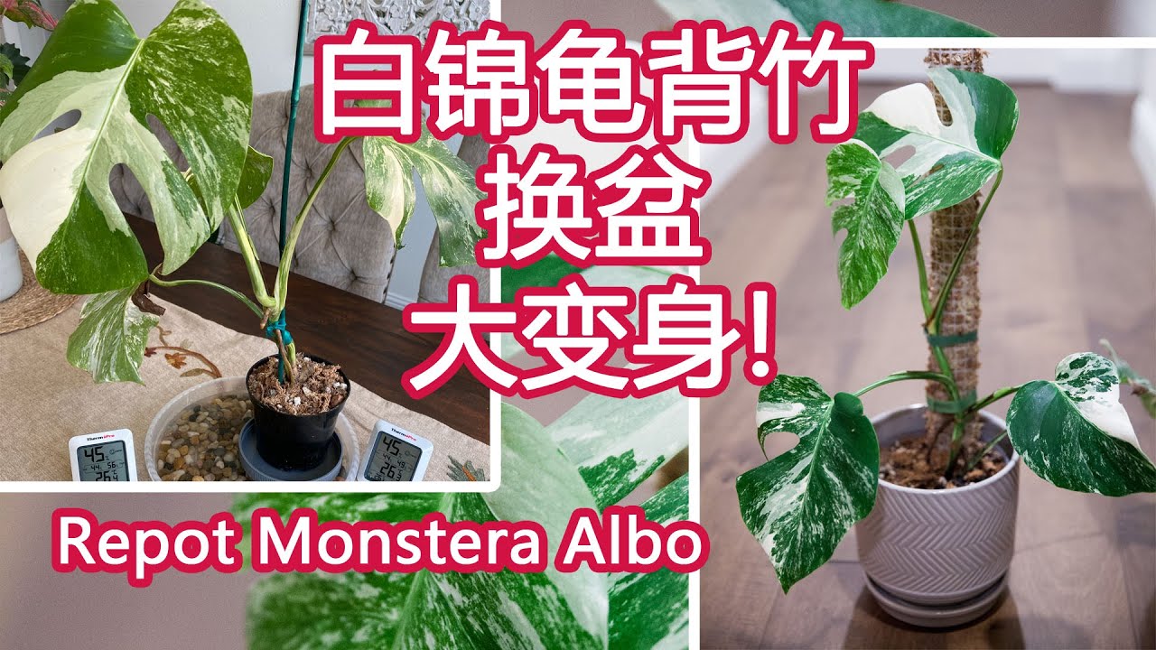 白锦龟背竹 换盆 | 配土 | 水苔柱 | Repotting Variegated Monstera Albo Borsigiana on moss pole| 绿植养护进阶版
