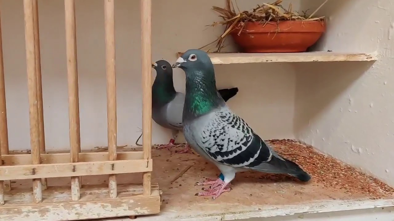 Pombo correio bom modelo de um pombal de reprodução