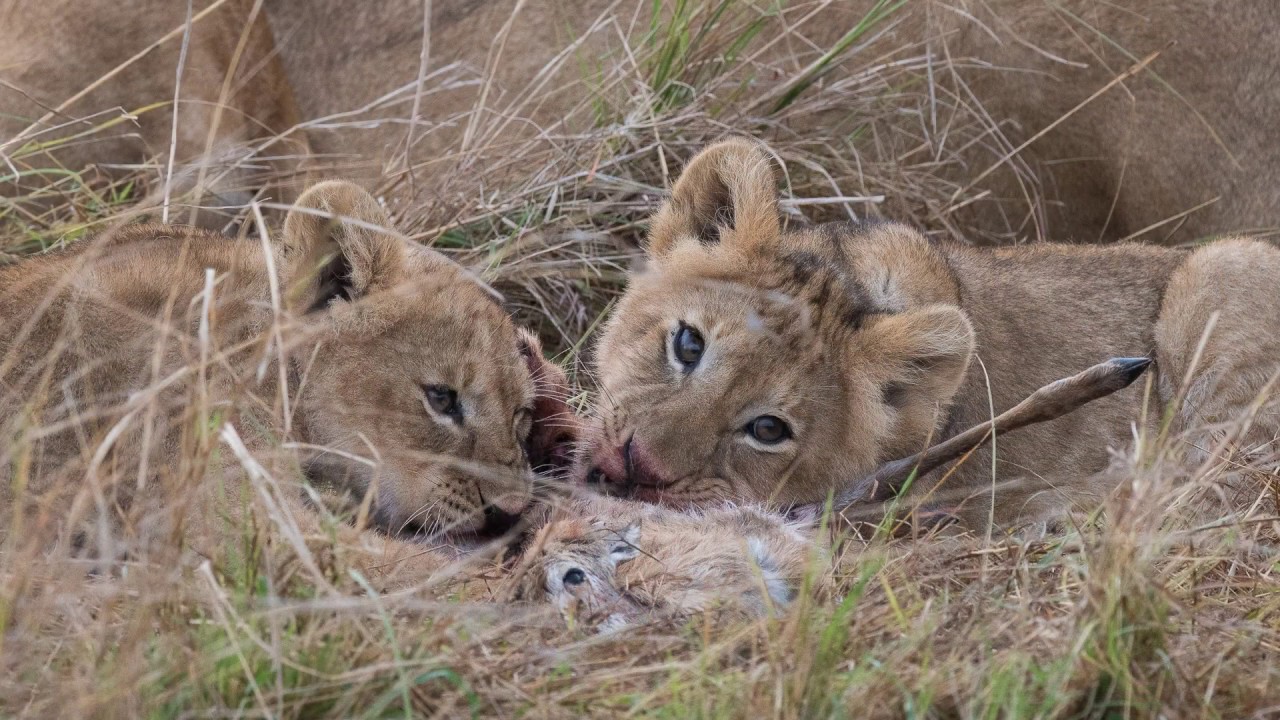 Images de la faune sauvage africaine
