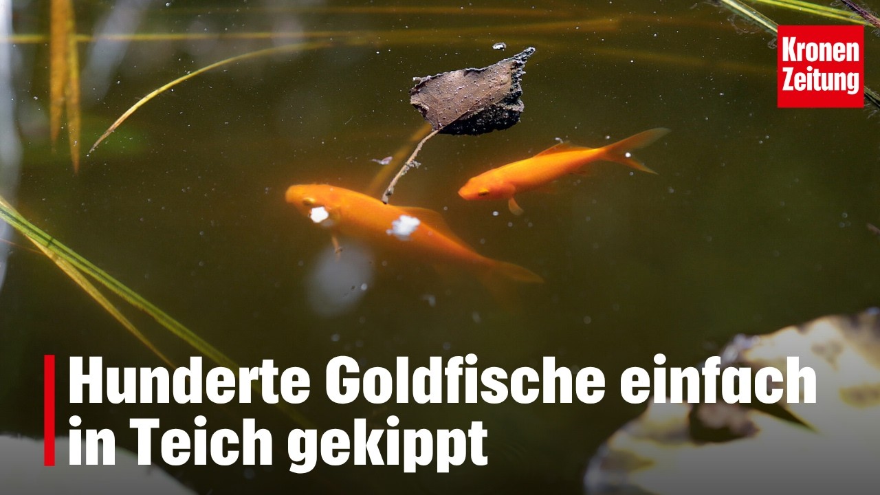 Hunderte Goldfische einfach in Teich gekippt | krone.tv NEWS
